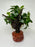 * Plants * Anubias Petite Nana Bonsai #175