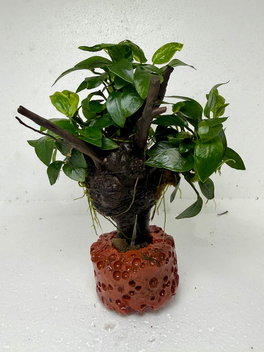* Plants * Anubias Petite Nana Bonsai #175