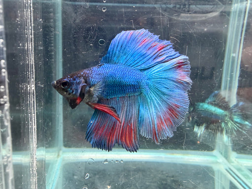 * Betta * Junior DTHM Doubletail Halfmoon (Actual Fish) #40