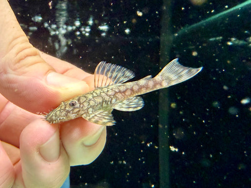 * Pleco * L519 (Honeycomb Bristlenose Pleco) 4-6cm