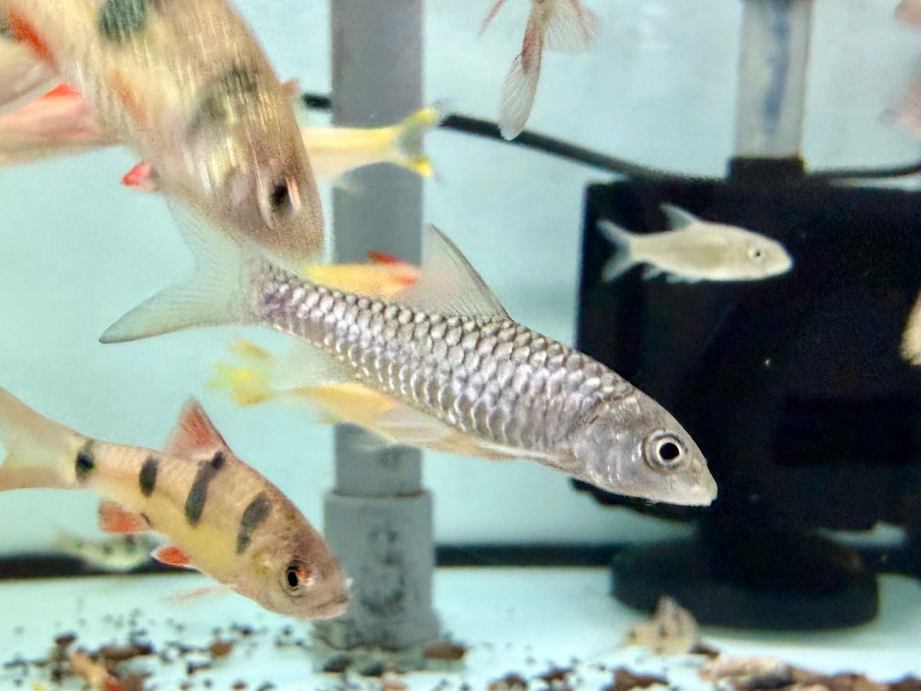 * Other Species * Tor Putitora (Gold Mahseer) 6-9cm
