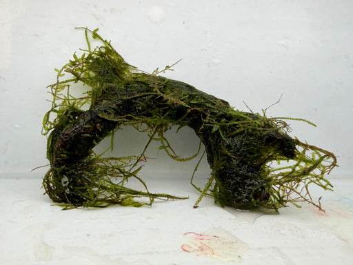 * Plants * Java Moss on Spiderwood #12