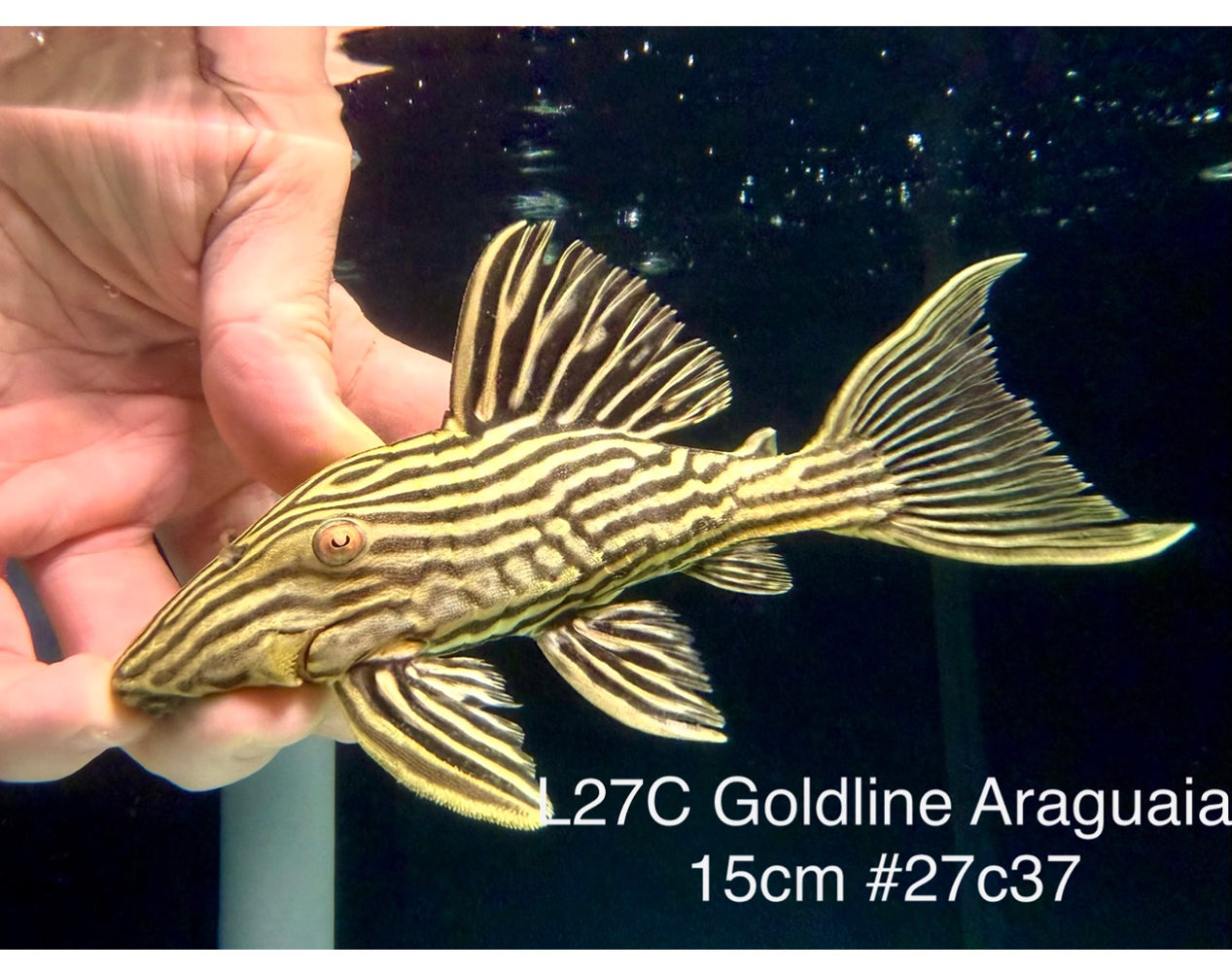 * Pleco *  Panaque armbrusteri (L27C Araguaia GOLDLINE) 15cm #27c37 (Actual piece)