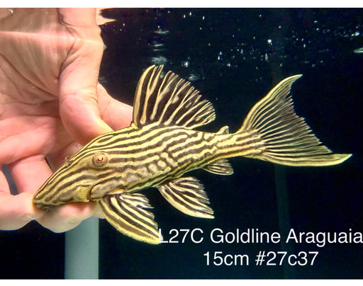 * Pleco *  Panaque armbrusteri (L27C Araguaia GOLDLINE) 15cm #27c37 (Actual piece)
