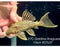 * Pleco *  Panaque armbrusteri (L27C Araguaia GOLDLINE) 15cm #27c37 (Actual piece)