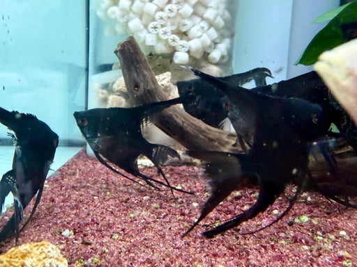 * Discus/Angelfish * Veiltail Black Angelfish