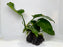 * Plants* Anubias Nana on Rock #04