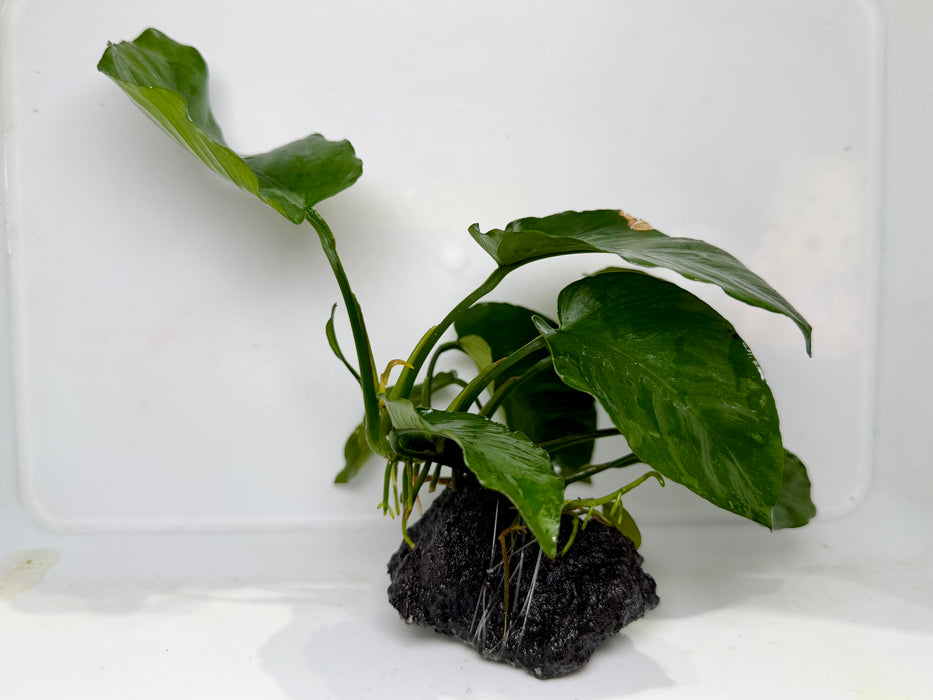 * Plants* Anubias Nana on Rock #04