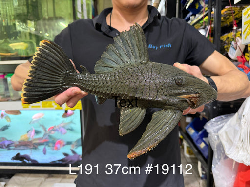 * Pleco * Panaque nigrolineatus (L191) 37cm #19112 (Actual piece)