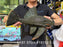 * Pleco * Panaque nigrolineatus (L191) 37cm #19112 (Actual piece)