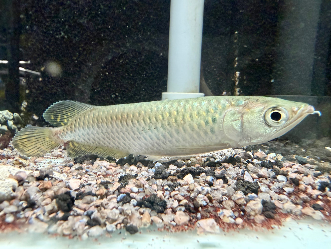 * Arowana * Scleropages jardinii (Pearl arowana) 12-15cm