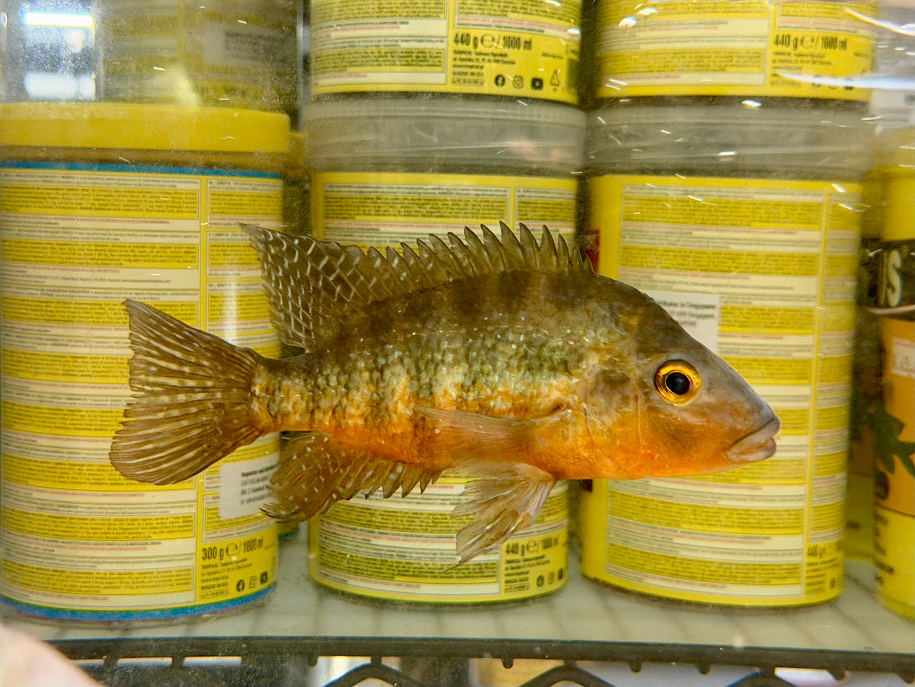 * Cichlids * Cribroheros Longimanus (Red breasted Cichlid) 14-16cm