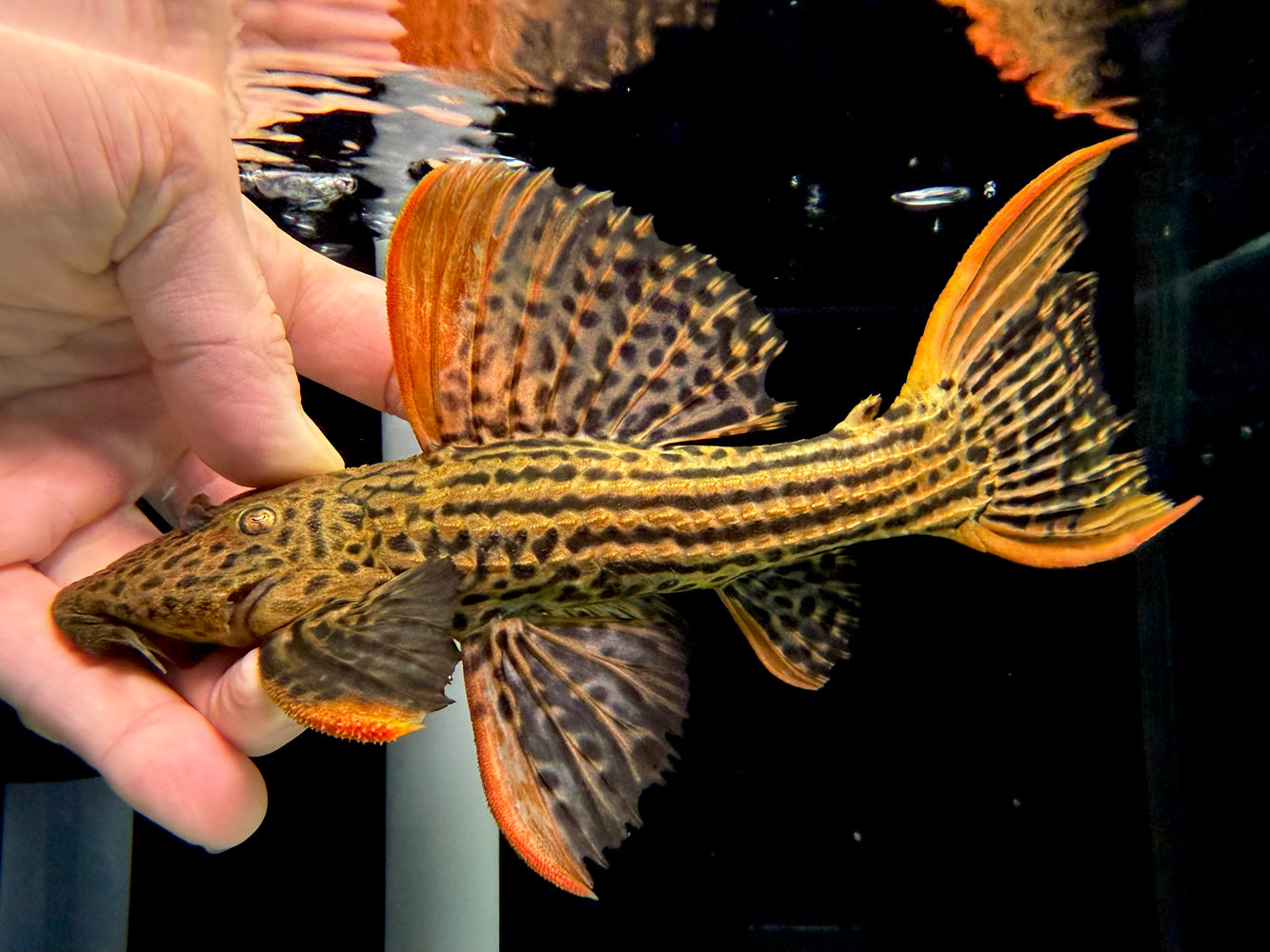 * Pleco *  Pseudacanthicus pirarara (L25) 7 pointer 18-21cm