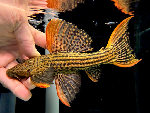 * Pleco *  Pseudacanthicus pirarara (L25) 7 pointer 18-21cm