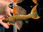 * Pleco *  Pseudacanthicus pirarara (L25) 7 pointer 18-21cm