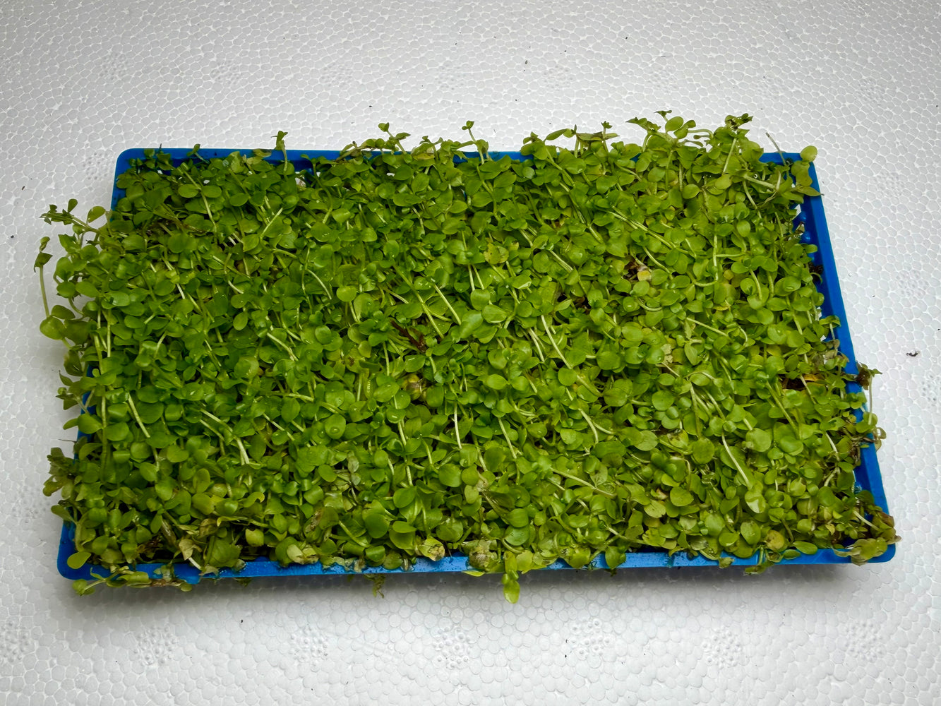 * Plants * Monte Carlo Tray #MCT