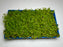 * Plants * Monte Carlo Tray #MCT