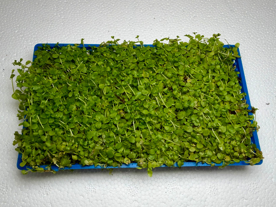 * Plants * Monte Carlo Tray #MCT