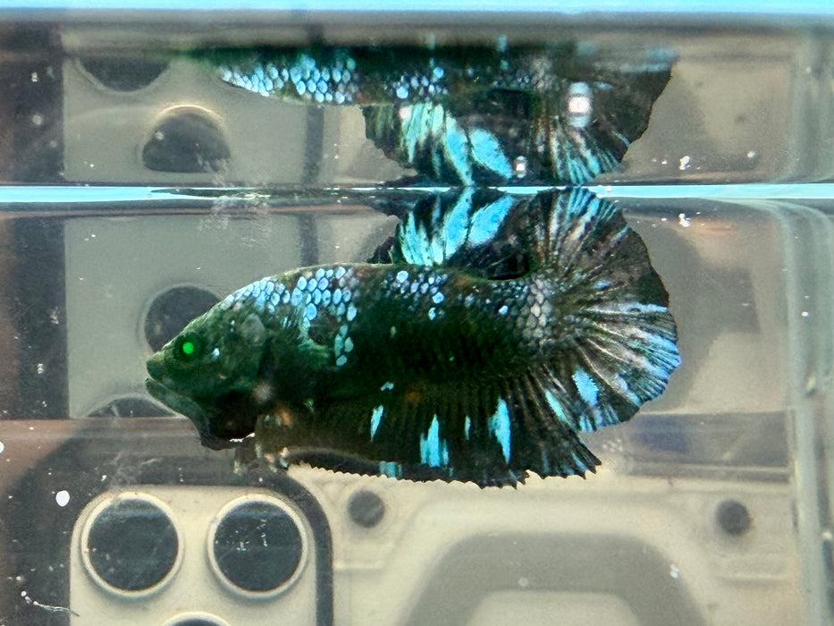 * Betta * HMPK (Actual Fish) #59