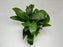 * Plants * Anubias Nana on Rock #33
