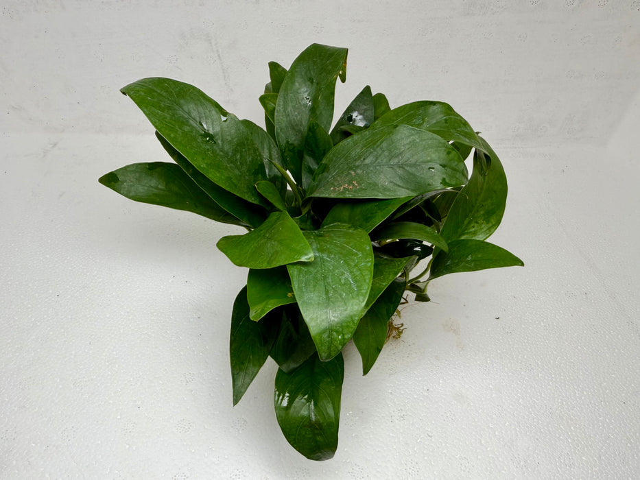 * Plants * Anubias Nana on Rock #33