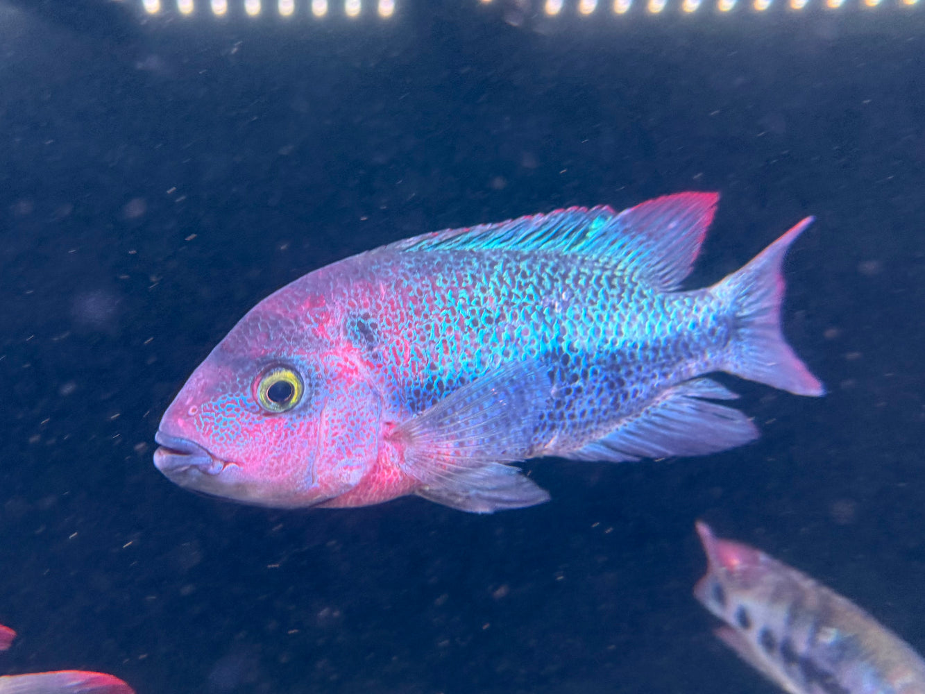 * Cichlids *  Vieja Guttulata (Amatitlan Cichlid) 20-22cm