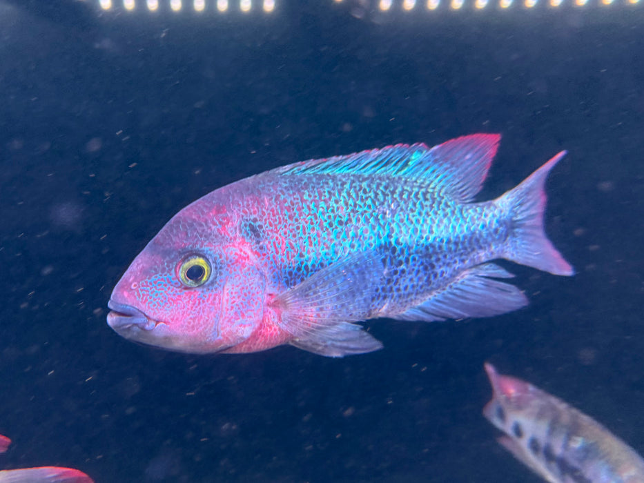* Cichlids *  Vieja Guttulata (Amatitlan Cichlid) 20-22cm