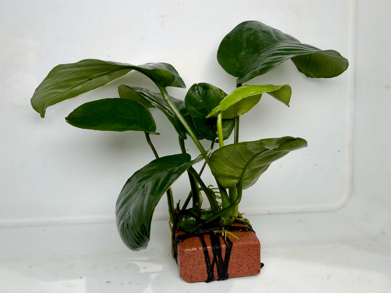 * Plants* Anubias Nana on Rock #01