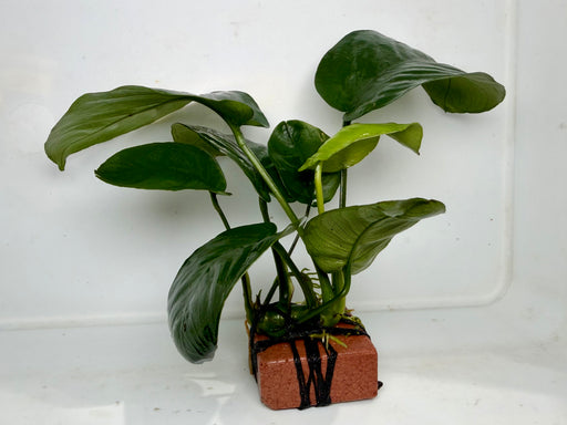 * Plants* Anubias Nana on Rock #01