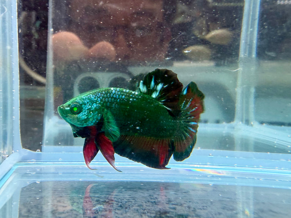 * Betta * HMPK (Actual Fish) #34