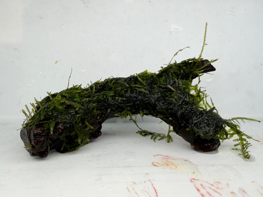 * Plants * Java Moss on Spiderwood #11