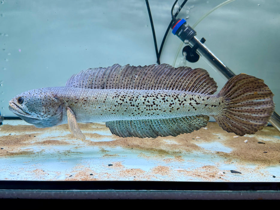 * Other Species * Channa Barca #BAR01 (Actual fish)