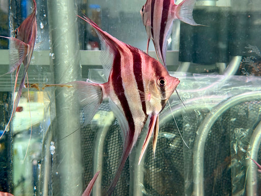 * Angelfish * Altum Angelfish “SAN Felipe” WILD