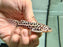 * Catfish * Liosomadoras oncinus BRAZIL "Jaguar Catfish" 7cm #JCB08