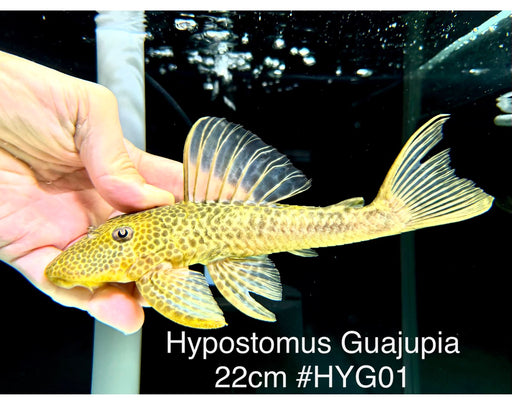 * Pleco *  Hypostomus Guajupia #HYG01 (Actual piece) 22cm