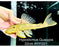 * Pleco *  Hypostomus Guajupia #HYG01 (Actual piece) 22cm