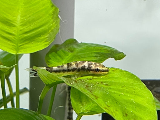 * Pleco *  Otocinclus cf. cocama (Zebra oto) 3-4cm