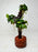 * Plants * Anubias Petite Nana Bonsai #138