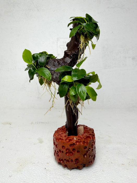 * Plants * Anubias Petite Nana Bonsai #138
