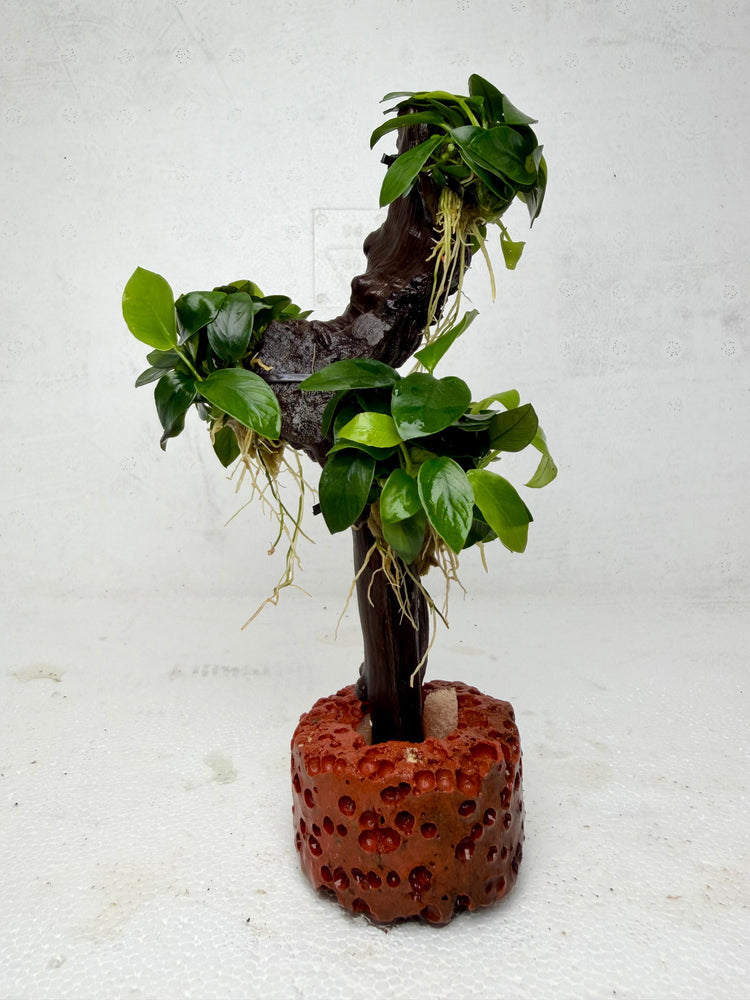 * Plants * Anubias Petite Nana Bonsai #138
