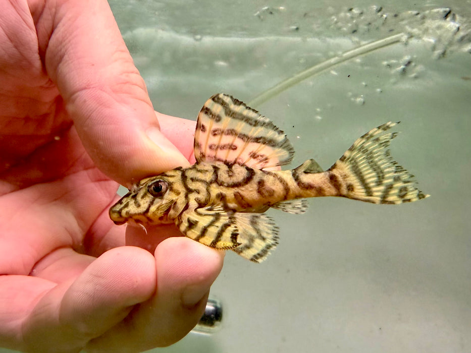 * Pleco *  L236 Super Yellow 6-8cm