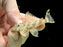 * Pleco * Ancistomus sp. L147 (6-8cm)