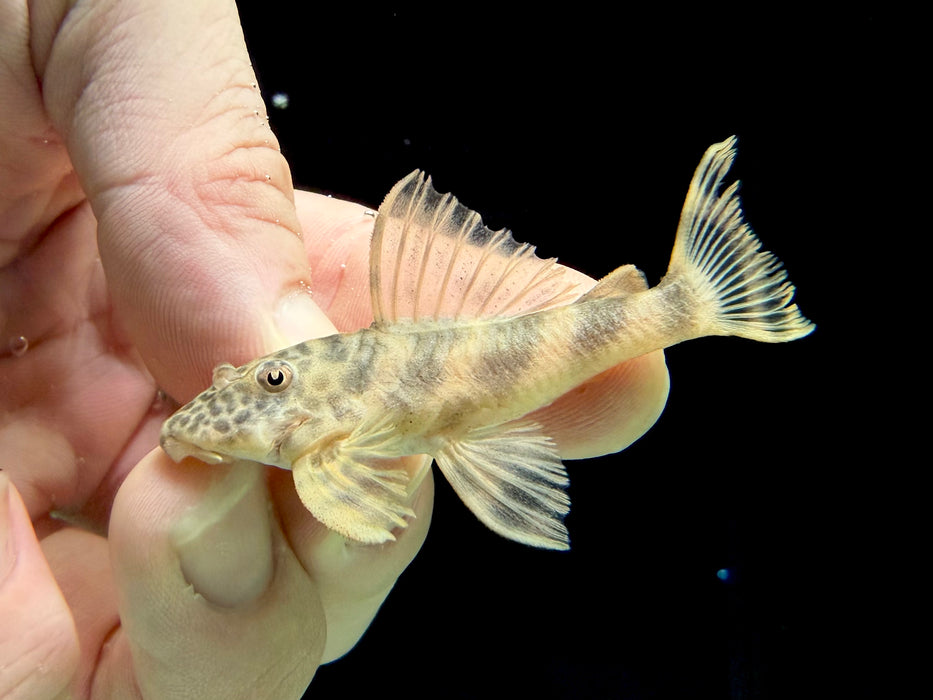 * Pleco * Ancistomus sp. L147 (6-8cm)