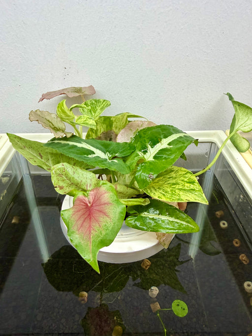 * Plants* Plant Floater & Plants #02