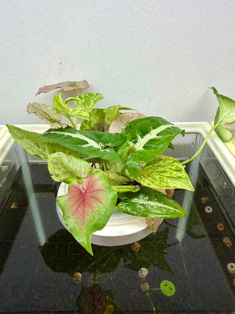 * Plants* Plant Floater & Plants #02