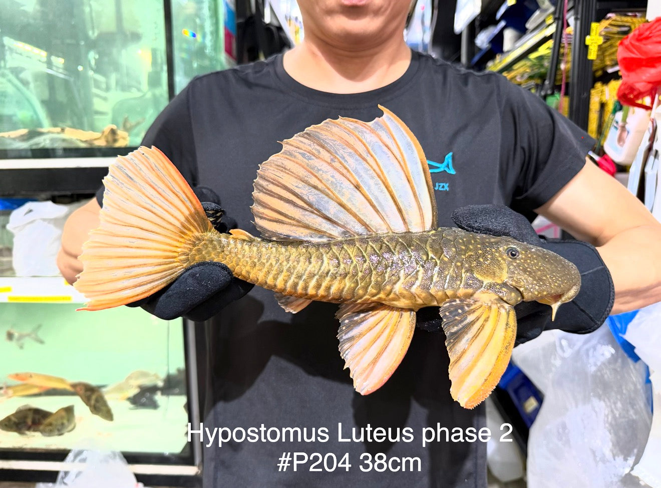 * Pleco *  Hypostomus Luteus phase 2 38cm #P204 (Actual Piece)
