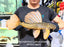 * Pleco *  Hypostomus Luteus phase 2 38cm #P204 (Actual Piece)