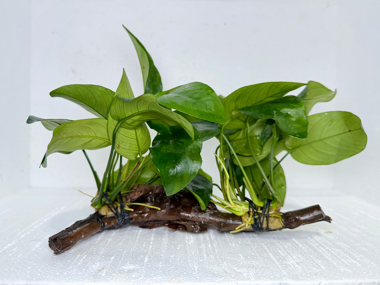 * Plants* Anubias Nana on Spiderwood #118