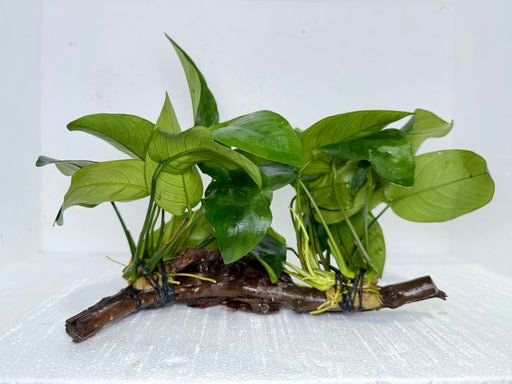 * Plants* Anubias Nana on Spiderwood #118