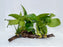 * Plants* Anubias Nana on Spiderwood #118